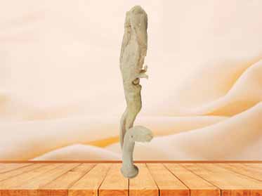 corpus cavernosum penis human specimen