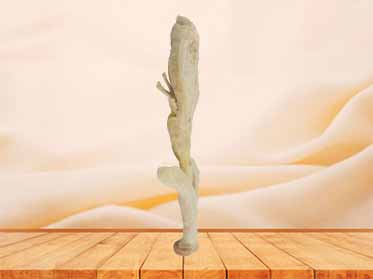 corpus cavernosum penis plastinated specimen
