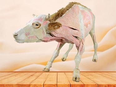 cow plastinated specimen