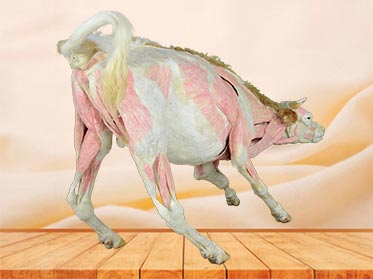 cow specimen plastination