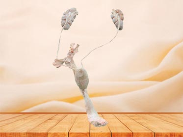 cow urogenital system plastinated specimen