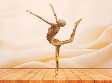 dance lady plastinated specimen