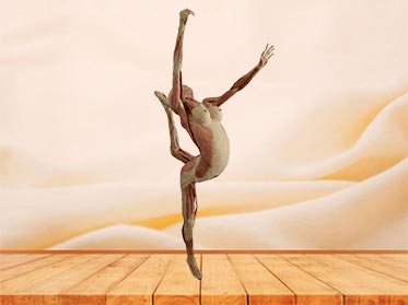 dance lady specimen plastination