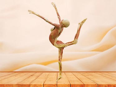 dance lady teaching specimen