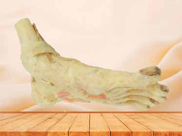 deep muscle of foot specimen for sale