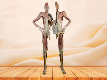 divided people medical specimen