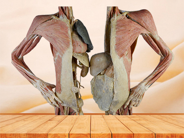 divided people plastination