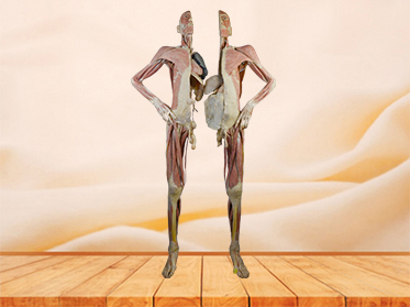 divided people teaching specimen
