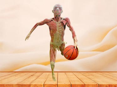 dribble plastinated specimen