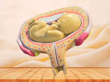 embryonic development medical teaching model