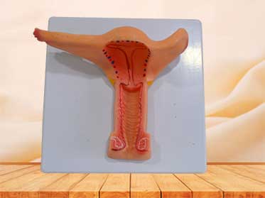 female genital organs model