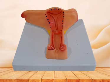 female internal genital organs anatomy model