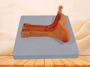 female internal genital organs medical model