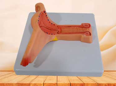 female internal genital organs model