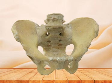 Female pelvic ligament plastinated specimen