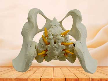 female pelvis model