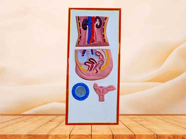 female urinary system relief model