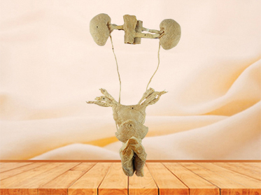 female urogenital system  human plastination supplier