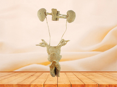 female urogenital system  plastinated specimen