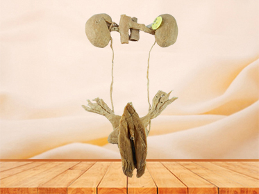 female urogenital system human body plastination