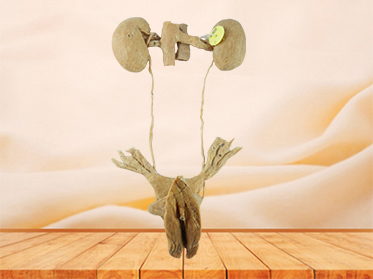 female urogenital system human plastination