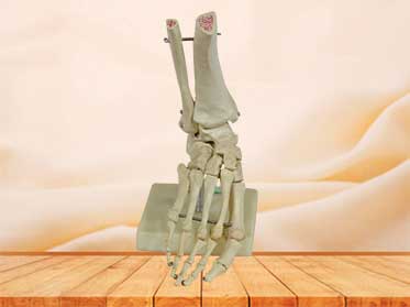 foot skeleton model