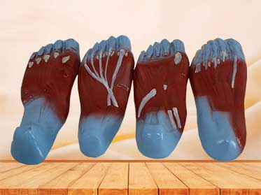 foot sole muscle anatomy model