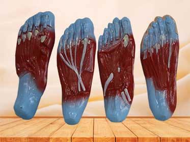 foot sole muscle model