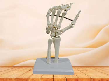 hand bone model