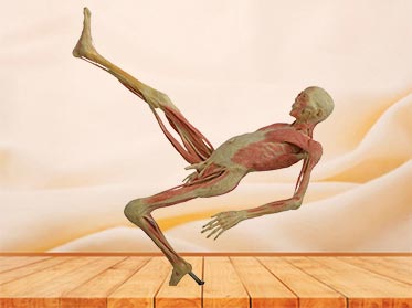 hang upside plastinated specimen