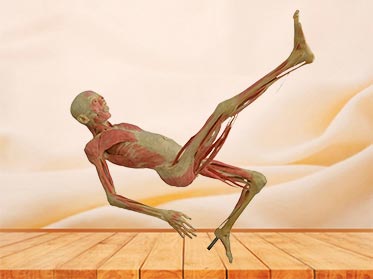 hang upside specimen