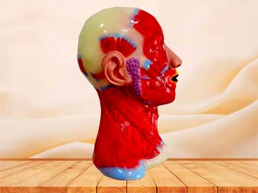 head and neck anatomical model