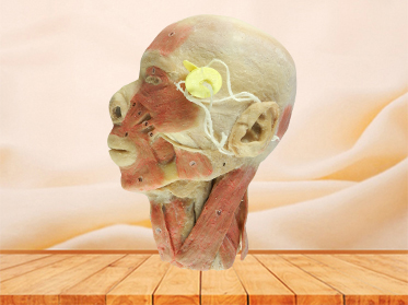 head and neck sagittal section