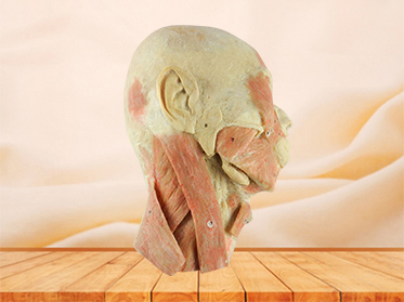 head and neck sagittal section (unilateral)