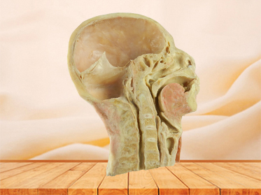 head and neck sagittal section for teaching