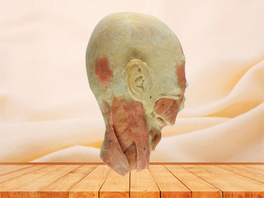 head and neck sagittal section plastination