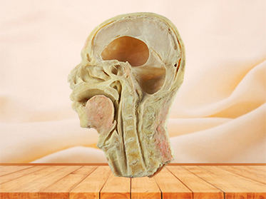 head and neck sagittal section specimen
