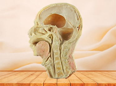 head and neck sagittal section specimen for sale