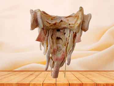 head with pharynx