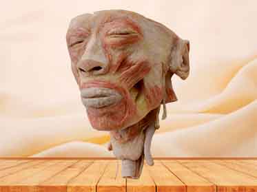 head with pharynx plastinated specimen