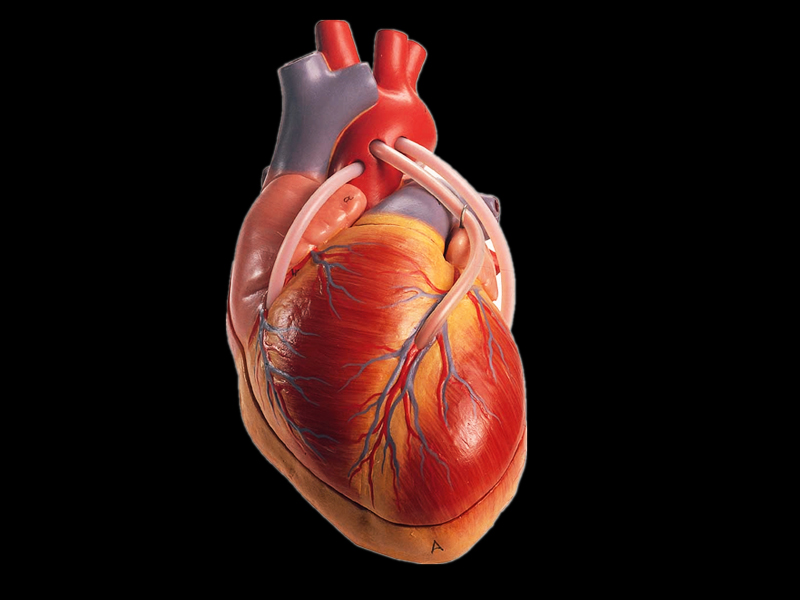 heart-with-the-bypass-vascular