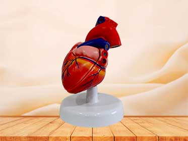 heart anatomical model