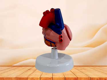 heart anatomy model