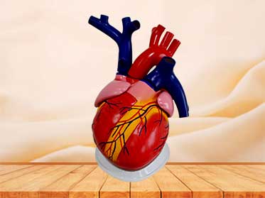 heart anatomy model