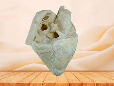 heart of cow plastination