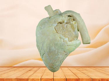 heart of cow specimen plastination