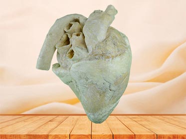 heart of cow teaching specimen