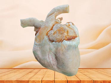 heart of pig plastinated specimen