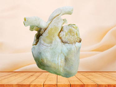 heart of pig specimen plastination