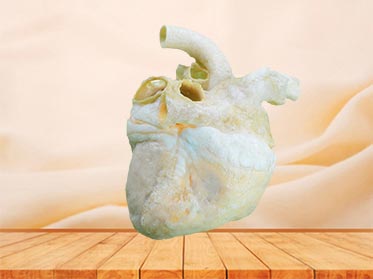 heart of pig teaching specimen